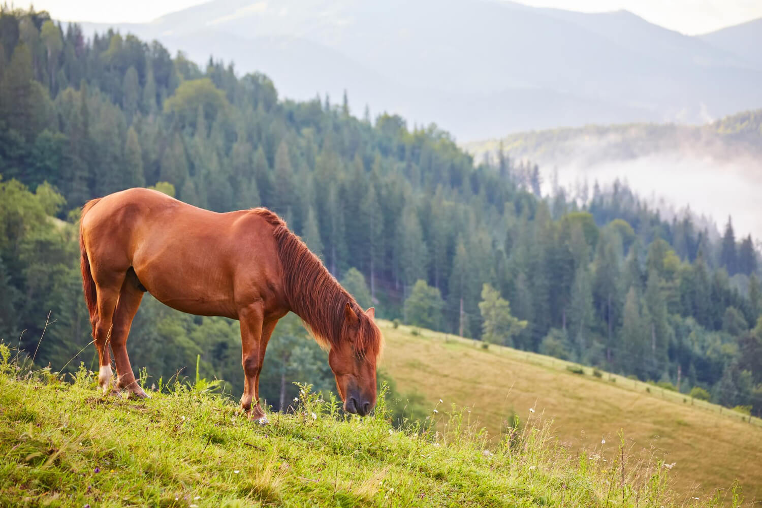 How long do horses live?